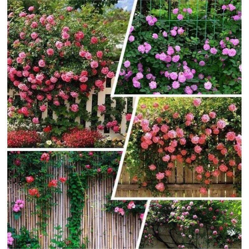 Mixed Rose Plant Seeds