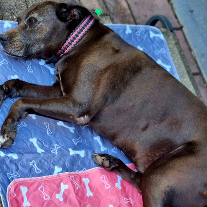Hot Sale🔥Premium Re-Useable Accident-Proof Puppy Pads🐾 (Kitten & Other Pets)