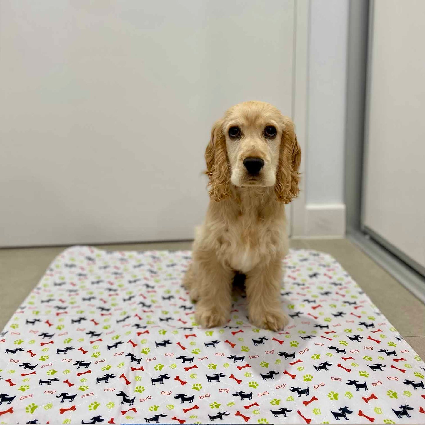 Hot Sale🔥Premium Re-Useable Accident-Proof Puppy Pads🐾 (Kitten & Other Pets)
