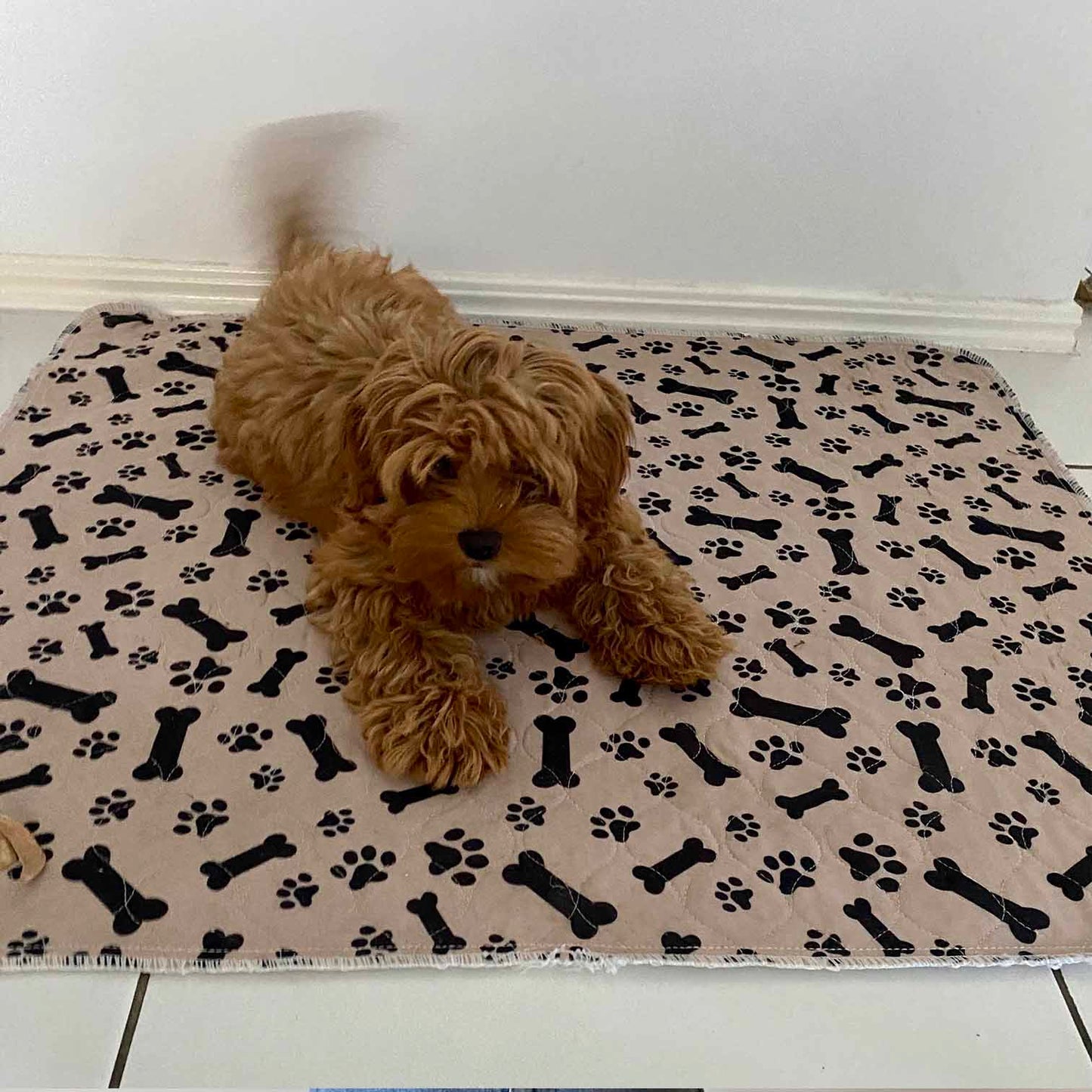 Hot Sale🔥Premium Re-Useable Accident-Proof Puppy Pads🐾 (Kitten & Other Pets)