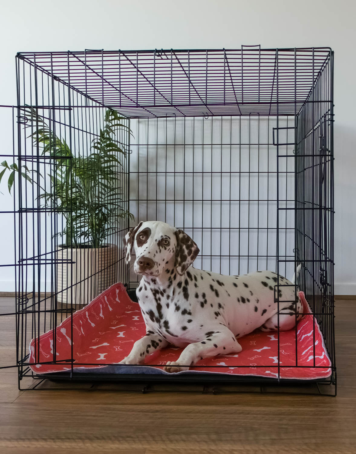 Hot Sale🔥Premium Re-Useable Accident-Proof Puppy Pads🐾 (Kitten & Other Pets)