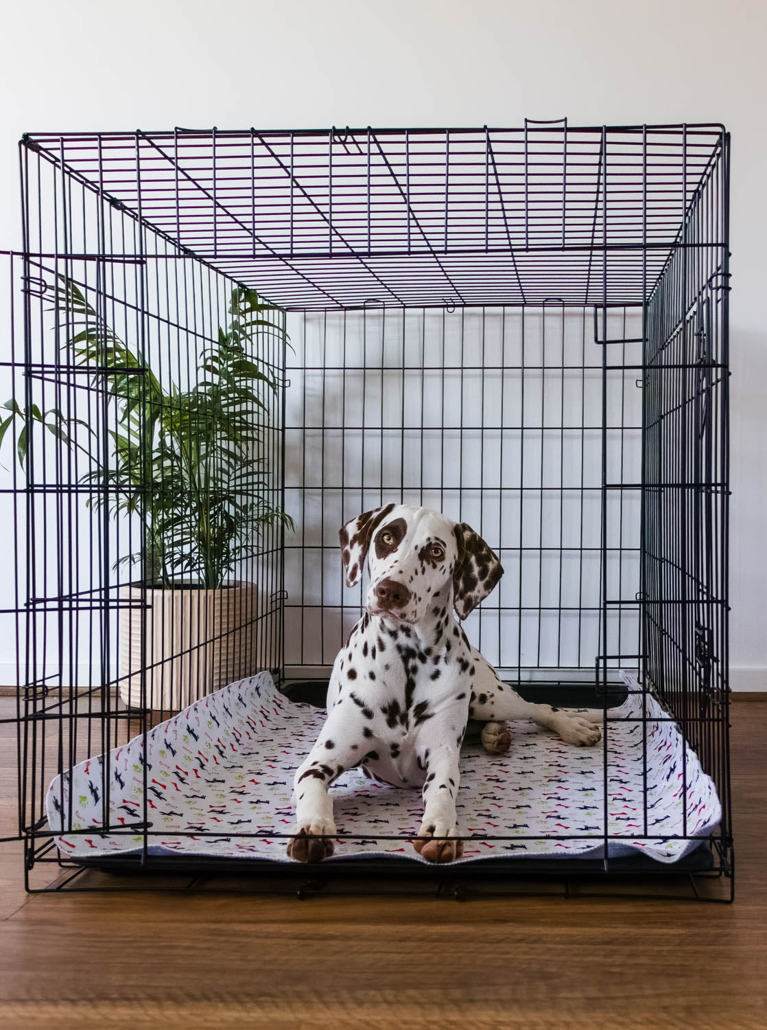 Hot Sale🔥Premium Re-Useable Accident-Proof Puppy Pads🐾 (Kitten & Other Pets)