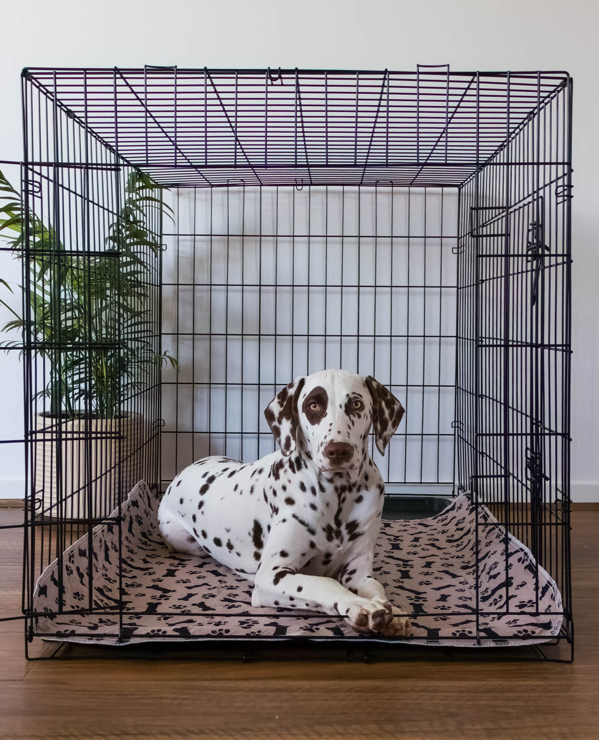 Hot Sale🔥Premium Re-Useable Accident-Proof Puppy Pads🐾 (Kitten & Other Pets)