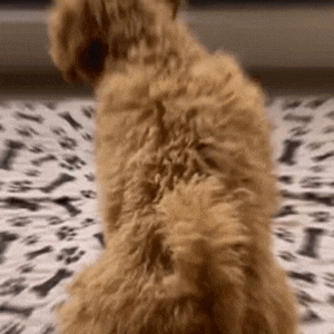 Hot Sale🔥Premium Re-Useable Accident-Proof Puppy Pads🐾 (Kitten & Other Pets)