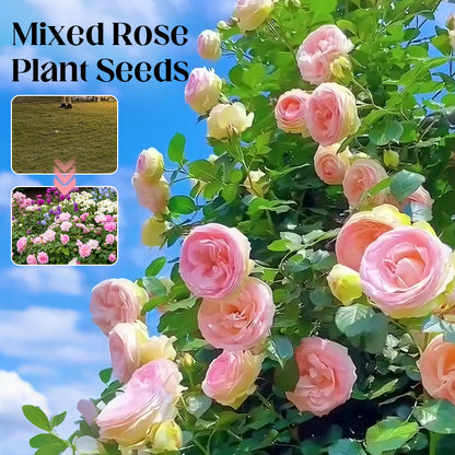 Mixed Rose Plant Seeds
