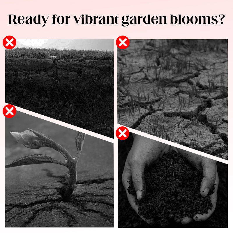 Mixed Rose Plant Seeds