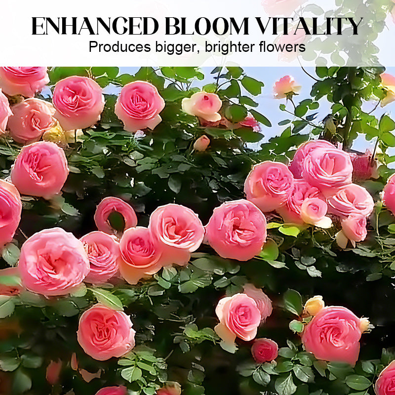 Mixed Rose Plant Seeds