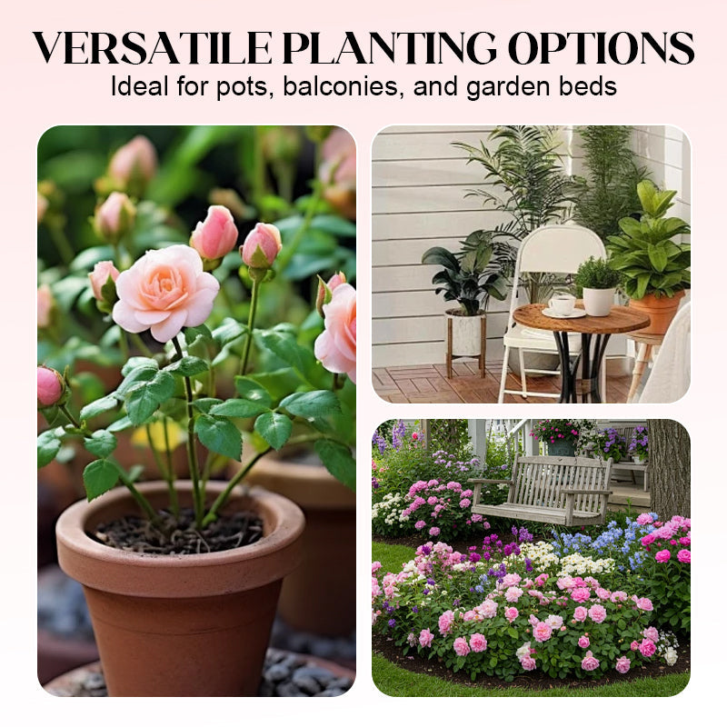 Mixed Rose Plant Seeds