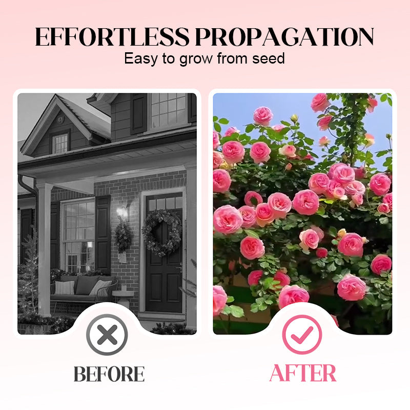 Mixed Rose Plant Seeds