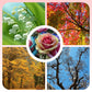 Mixed Rose Plant Seeds