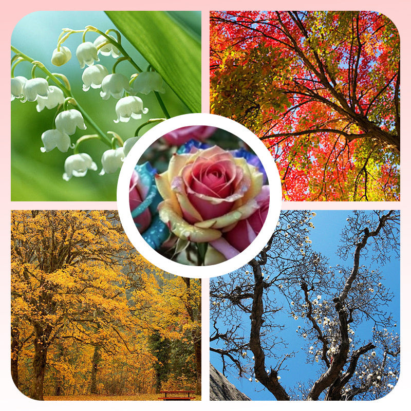 Mixed Rose Plant Seeds