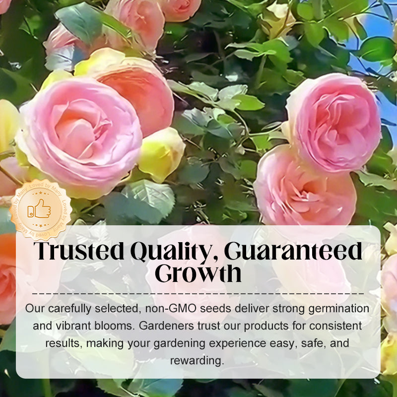 Mixed Rose Plant Seeds