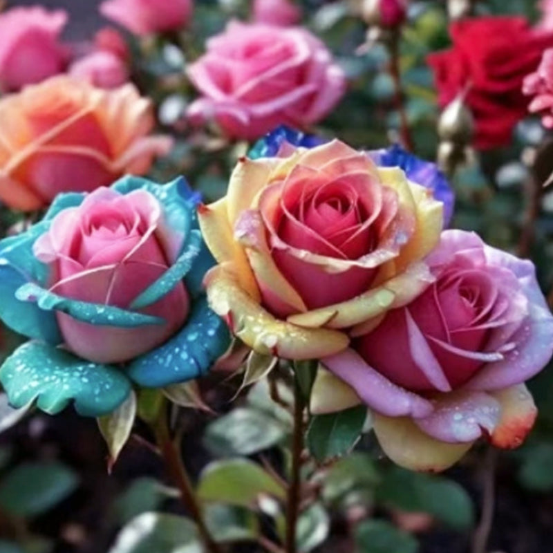 Mixed Rose Plant Seeds