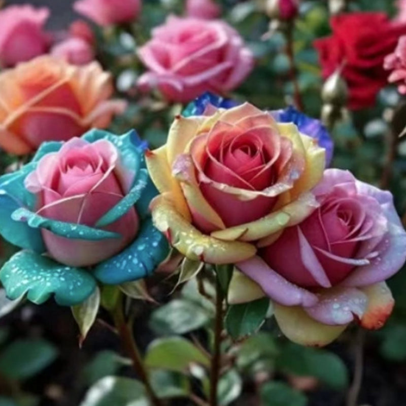 Mixed Rose Plant Seeds