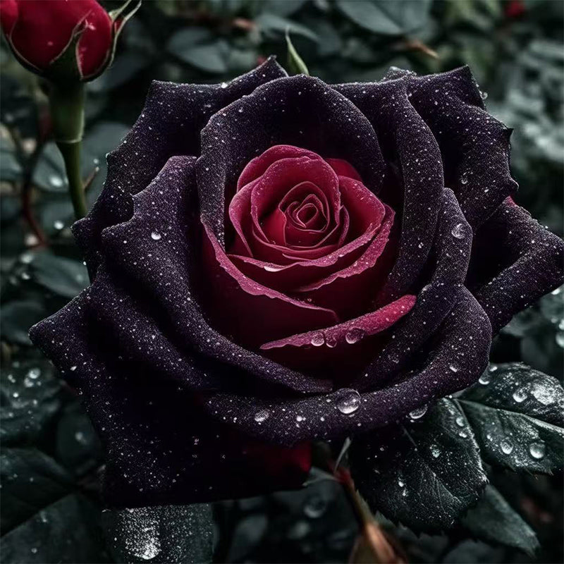 Mixed Rose Plant Seeds