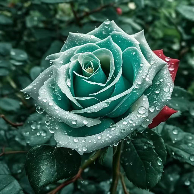 Mixed Rose Plant Seeds