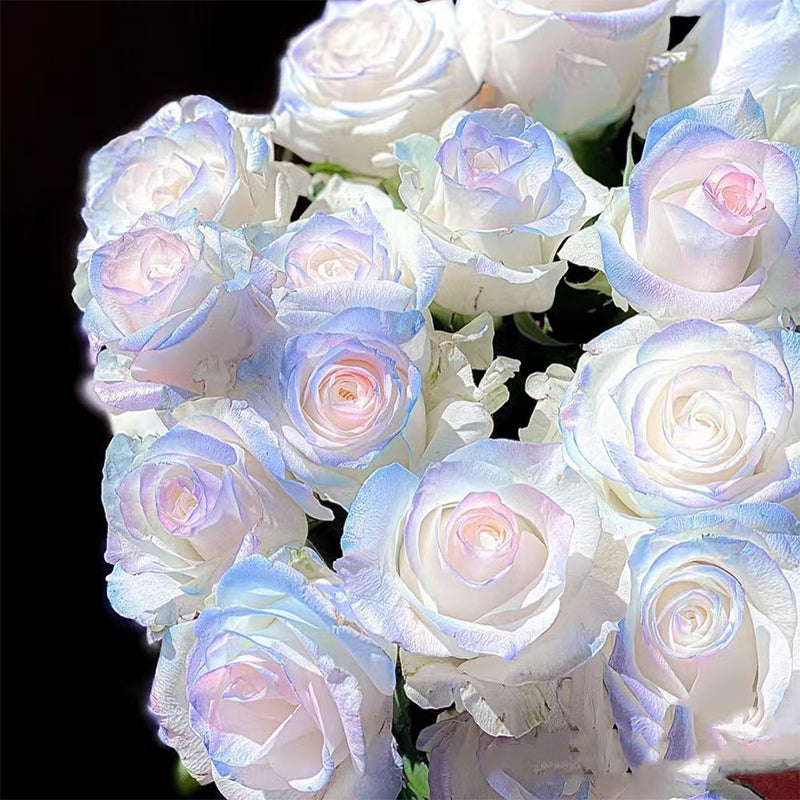 Mixed Rose Plant Seeds