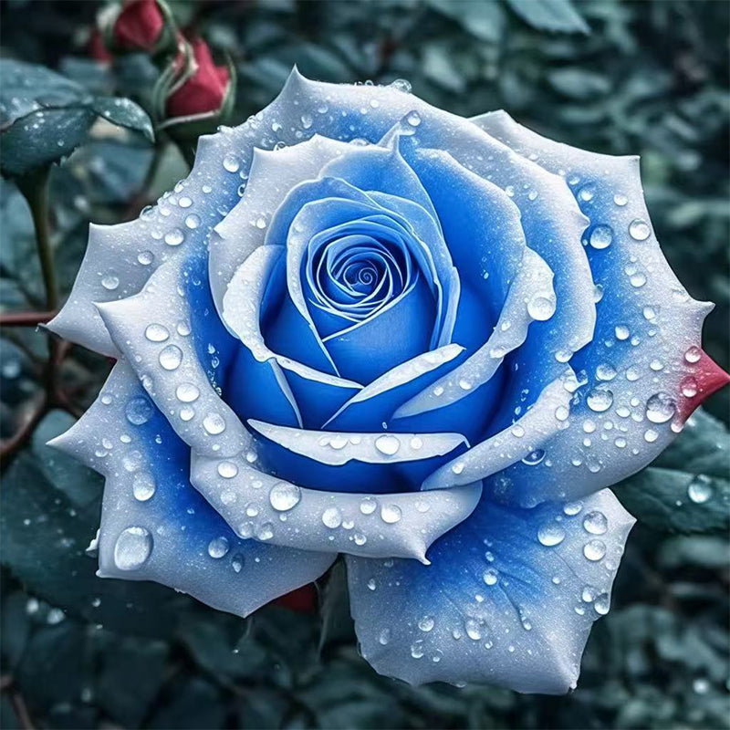 Mixed Rose Plant Seeds